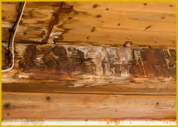 Miami Gardens Restoration Expert Miami Gardens, FL 786-349-3023